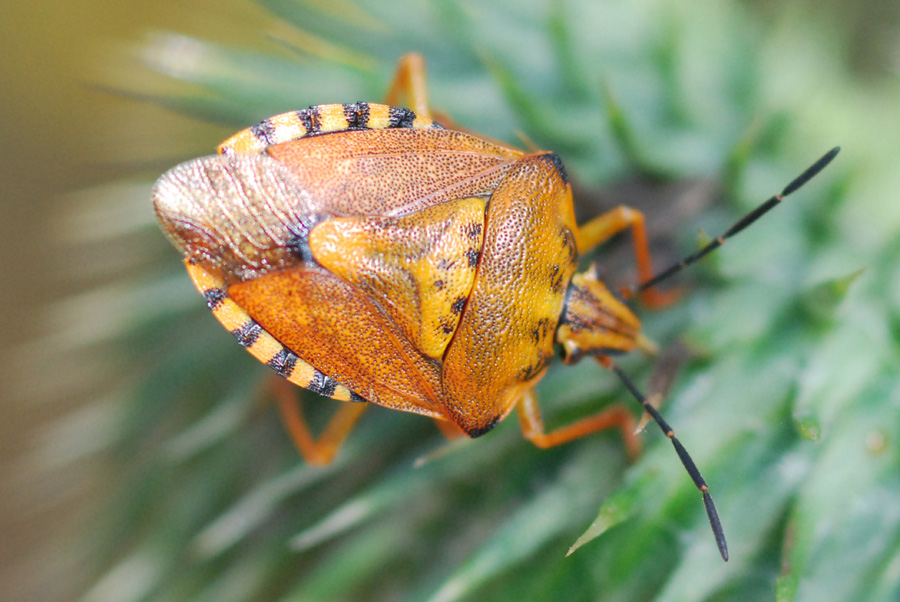 Pentatomidae: Carpocoris pudicus dell''Emilia (MO)